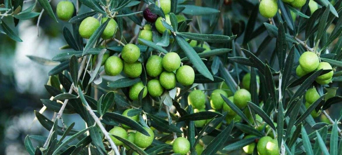 Zeytin