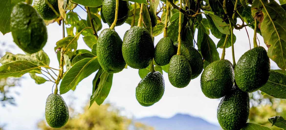 Avokado