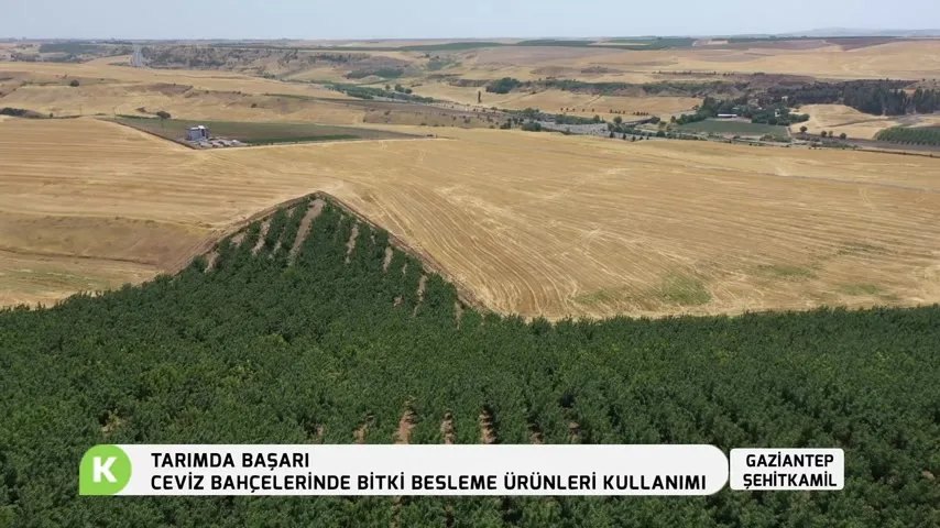 Ceviz Bahçelerinde Bitki Besleme Ürünleri Kullanımı: Hastalık ve Verim Rehberi
