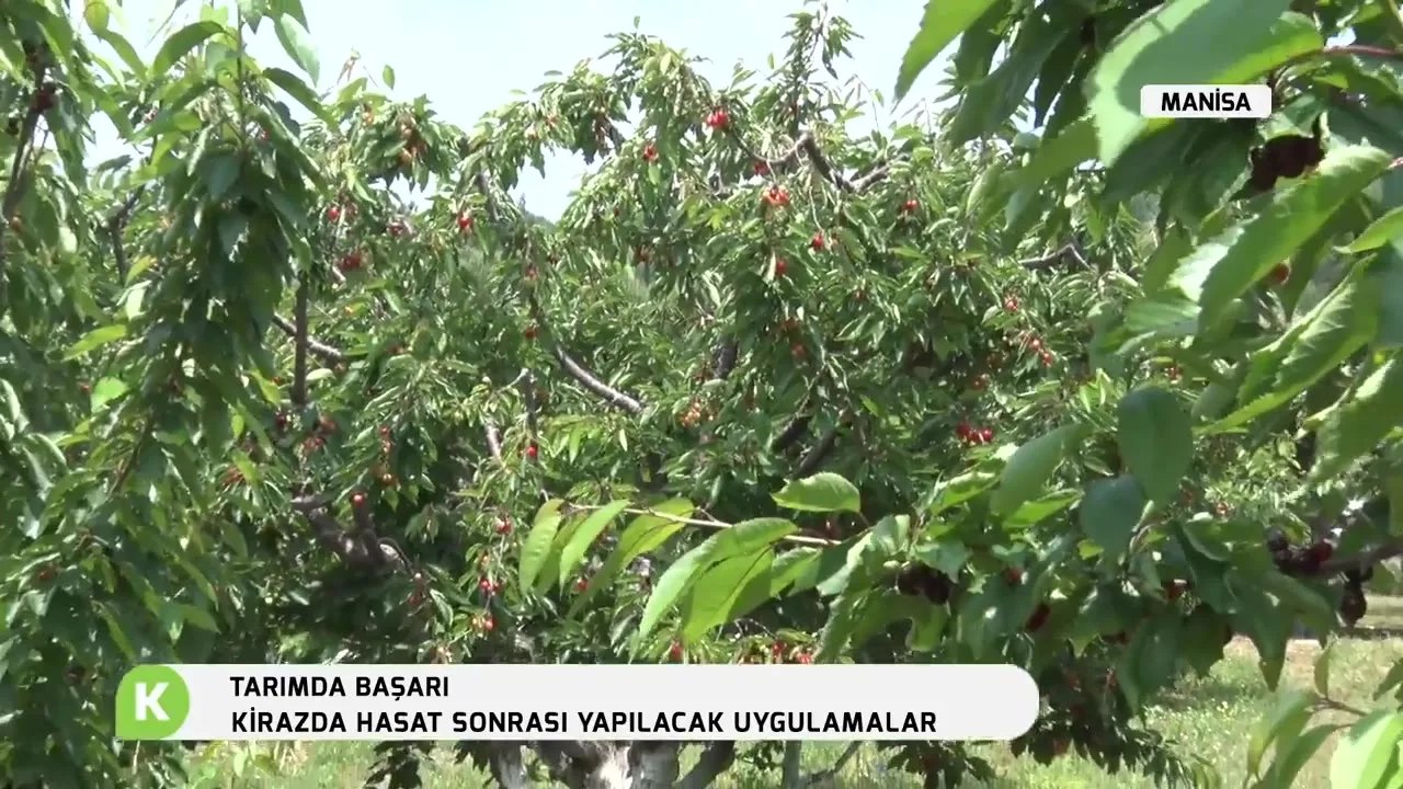 Kirazda Bitki Besleme Ürünleri Kullanımı: 160 Ağaçtan 4 Ton