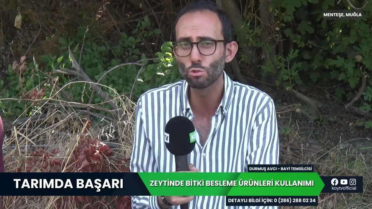 Zeytinde Bitki Besleme Ürünü Kullanımı: Muğla'da Verimi Katlayan Program