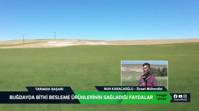 Buğdayda Bitki Besleme: Pas ve Sünene Karşı Doğru Program