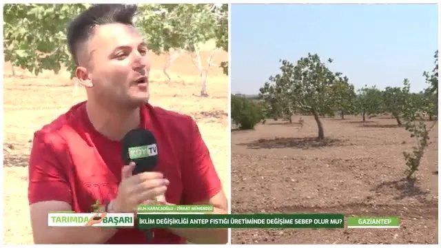 Antep Fıstığında Besleme ve Bakım: Var Yılı Yok Yılı Biter