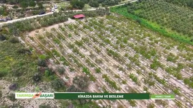 Kirazda Bakım ve Besleme: Erkencilik ve Verim için AgroTroia Rehberi
