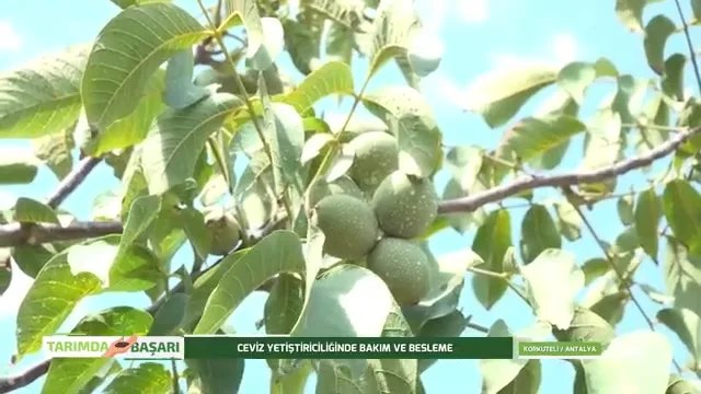Cevizde Çeşit Seçimi, Besleme ve Budama: Korkuteli Notları