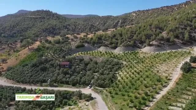 Mersin Mut'ta Zeytin Yetiştiriciliği: Dona ve Kuraklığa Karşı