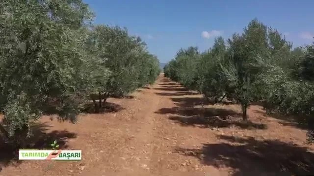 Antalya Korkuteli'nde 1020 Rakımda Zeytin Yetiştiriciliği