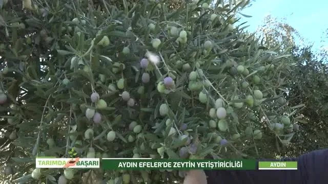 Aydın Efeler'de Zeytin Yetiştiriciliği: Halkalı Lekeden Hasada AgroTroia Rehberi