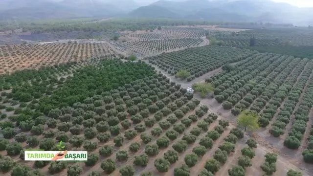 Hatay Erzin'de Zeytinde Sürdürülebilir Başarı ve Bakım