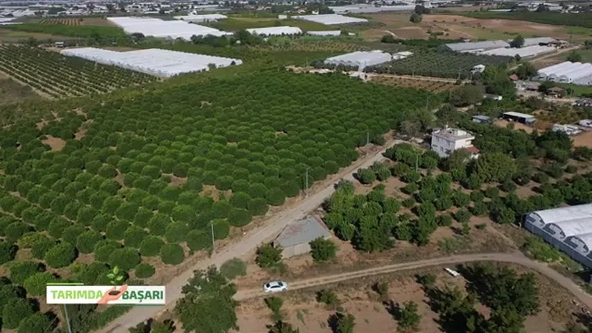 Antalya Serik'te Pikan Cevizi Yetiştiriciliği ve Bahçe Yönetimi
