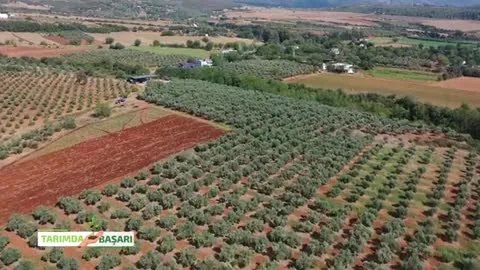Osmaniye Düziçi'nde Zeytinde Başarı: Bakım ve Besleme