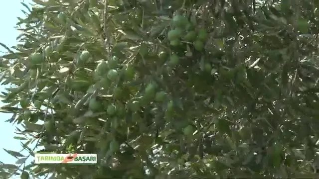 Zeytinde Bakım ve Besleme: Halkalı Lekeden Sofralık Kaliteye