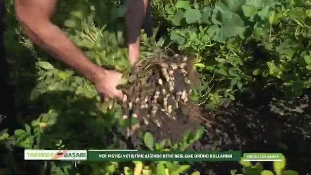 Osmaniye Kadirli'de Yer Fıstığı Bakımı ve Besleme Rehberi