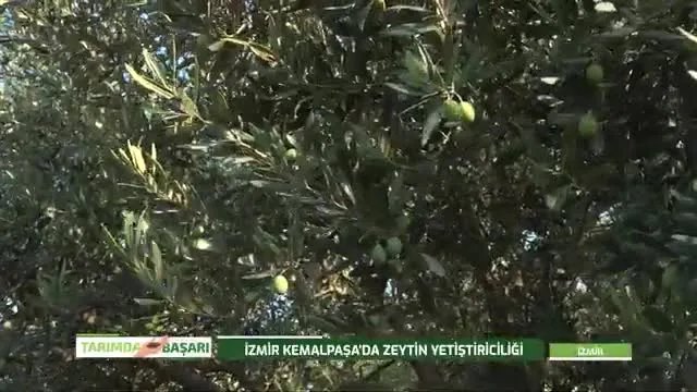 İzmir Kemalpaşa'da Domat Zeytininde Verim Hikayesi