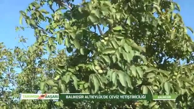 Ceviz Yetiştiriciliği: Balıkesir'de Bir Başarı Hikayesi