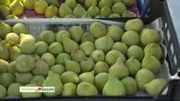 İncirde Bakım ve Besleme: Torbalı Bardacık Örneği