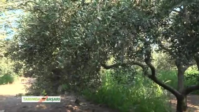 Aydın Kuyucak'ta Zeytin Yetiştiriciliği ve Doğru Besleme