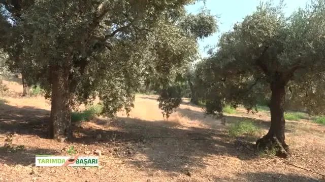 İzmir Vişneli'de Zeytin Yetiştiriciliği: Bakım ve Besleme