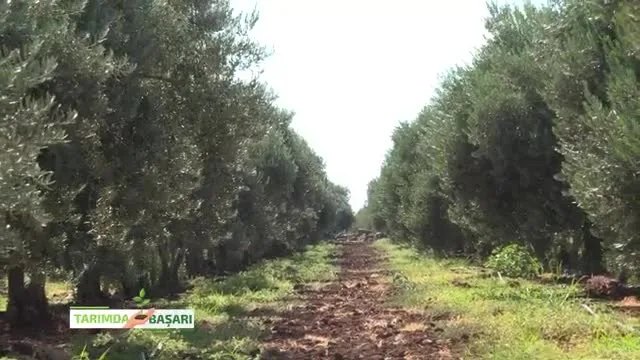 Kilis'te Zeytin Bakımı ve Besleme: Mercidabık Ovasında Başarı