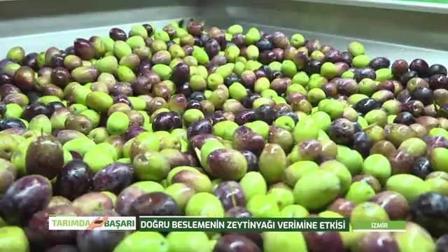 İzmir Torbalı'da Kendi Zeytinyağını Üreten Çiftçinin Başarı Hikayesi