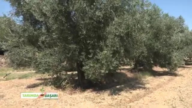 Aydın'da Zeytin Bakımı ve Besleme: Dal Kanseriyle Mücadele