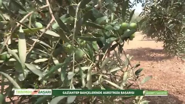 Gaziantep'te Zeytinde Don Sonrası Bakım ve Besleme