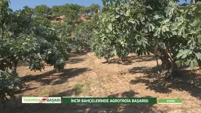 Sarı Lop İncirde Bakım ve Besleme: Aydın Sultanhisar'dan Notlar