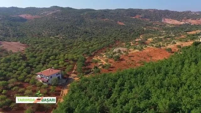 Kahramanmaraş Pazarcık'ta Cevizde Bakım ve Besleme