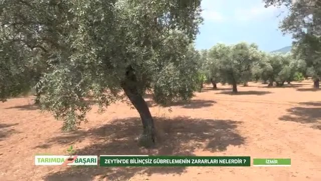 İzmir Dereköy'de Zeytinde Bakım ve Besleme Rehberi