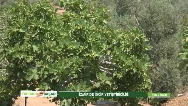 İzmir Tire'de Sarı Zeybek İnciri: Üretim ve Bakım Rehberi