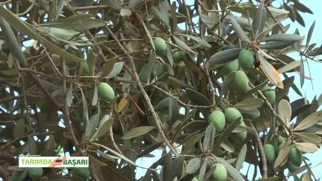 Kuşadası'nda Zeytinde Başarı: Bakım, Halkalı Leke ve Verim