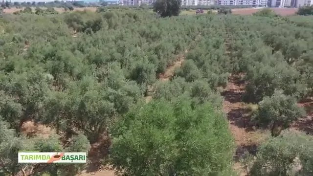 Zeytinde Bakım ve Besleme: Bayındır'da Verimi Katlayan Yöntemler