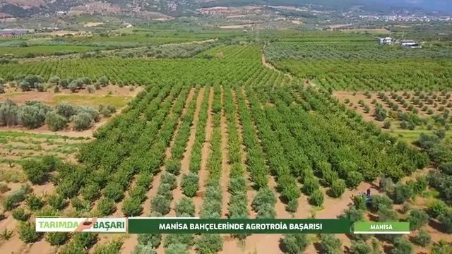 Kirazda Üretim ve Bakım: Don Sonrası Doğru Beslemenin Önemi