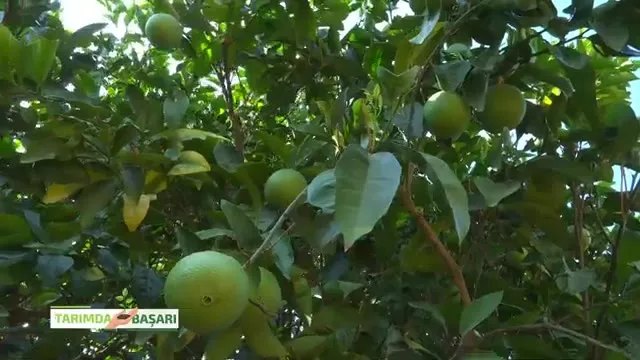 Finike'de Portakal Yetiştiriciliği: Uç Kurutanla Mücadele