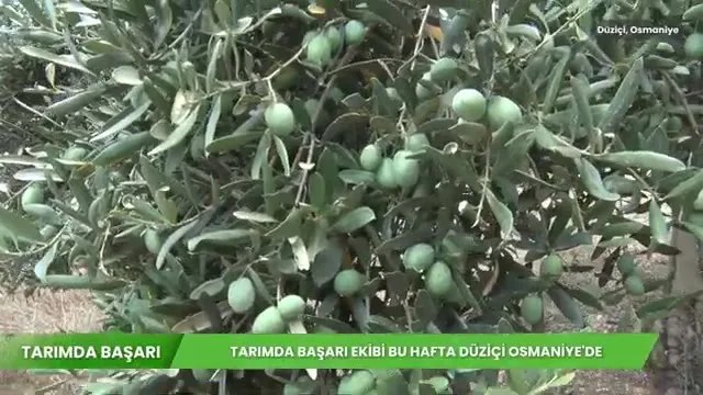 Osmaniye Düziçi'nde Zeytin Bahçesi Bakımı ve Beslemesi