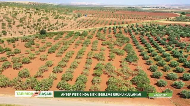 Antep Fıstığında Don Sonrası Bakım ve Besleme Programı