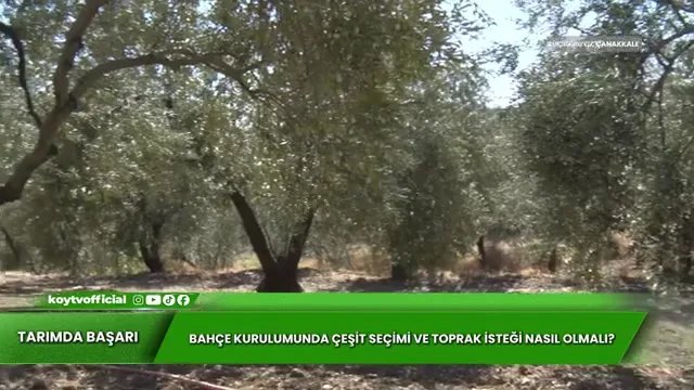 Çanakkale Küçükkuyu'da Zeytinde Besleme ve Bakımın Sırları