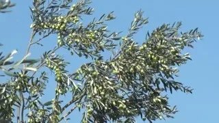 Çanakkale Geyikli'de Zeytinde Bitki Besleme ve Verim Sırları