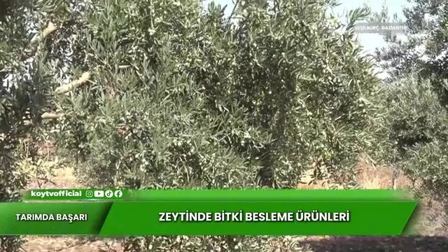 Zeytinde Bitki Besleme: Gaziantep'ten 7 Yıllık Başarı Hikayesi