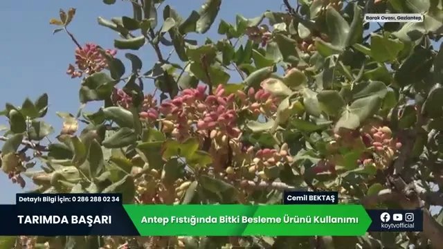 Antep Fıstığında Bakım ve Besleme: Barak Ovası'nda Verim Hikayesi