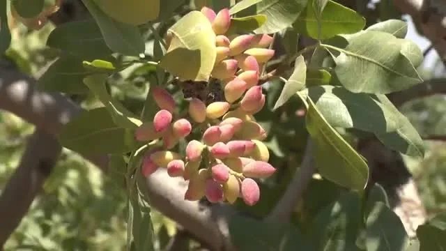 Antep Fıstığında Doğru Besleme: Verimi Katlamanın Yolları