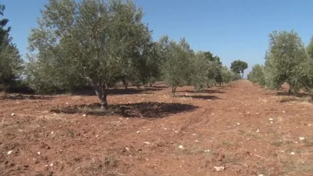 Zeytinde Bitki Besleme: Çanakkale Ezine'den Başarı Hikayesi
