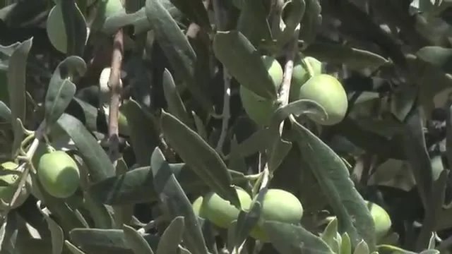 Aydın Kuyucak'ta Zeytin Üretimi: Verimi Artıran Bakım Sırları