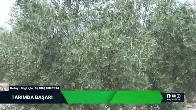 Osmaniye'de Zeytinde Besleme: Dervişli Köyünde Başarı Hikayesi