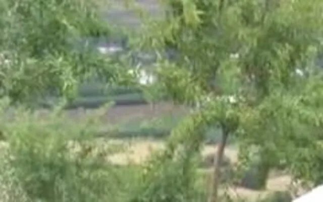 Badem Yetiştiriciliği ve Besleme Rehberi: Bursa Yenişehir Örneği