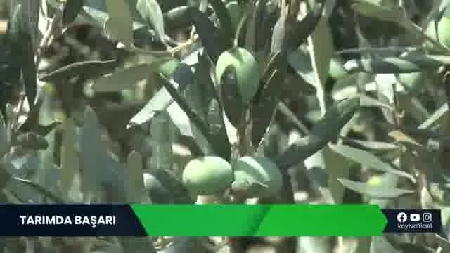 Osmaniye'de Zeytinde AgroTroia ile Besleme Başarısı