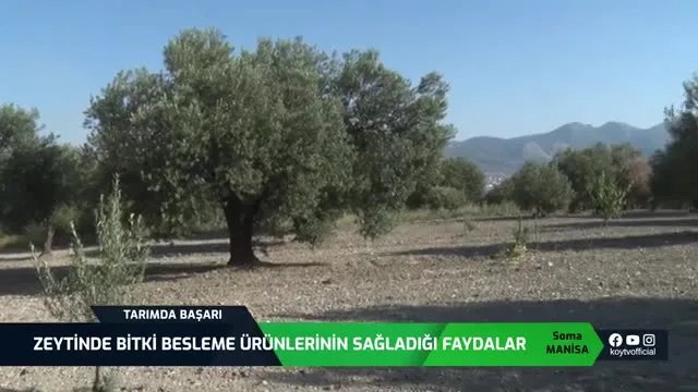Manisa Soma'da Zeytinde Verim: 8,5 Dönümden 1 Tona Yakın Yağ