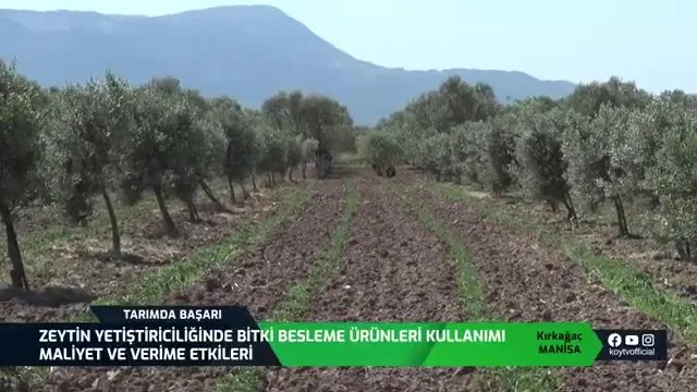 Manisa Kırkağaç'ta Zeytin: Bordo Bulamacından Copperas'a Geçiş