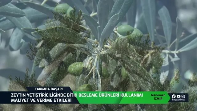 İzmir Menemen'de Zeytin Yetiştiriciliği ve Doğru Besleme