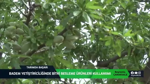 Çanakkale'de Bademde Bakım ve Besleme: Bir Başarı Hikayesi